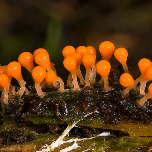 Bulbous orange slime mold with a stem on a branch